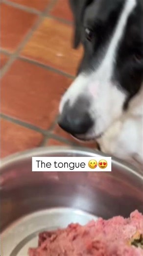 What a balanced raw dog meal looks like