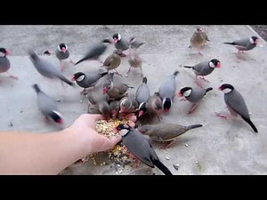 Hand feeding wild java finches / 裏庭はわい島 自宅に来る野生の文鳥手から餌食い記念