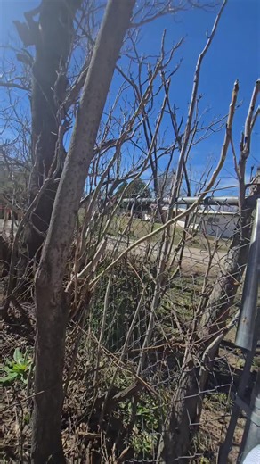 Understanding Invasive Species: The Killer Bee Phenomenon