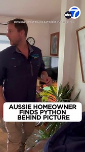 SNAKES ON A FRAME: Homeowner calls snake catcher after noticing a large carpet python weighing down a picture on the wall. 🖼️🐍 | ABC7