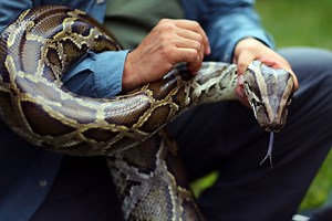 Florida Python Challenge Nets 231 Snakes, $10,000 Prize for Top Winner