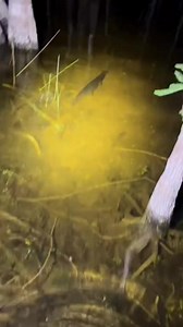 140K views · 1.6K reactions | Exploring the Florida Everglades! #wildlife #nature #snake #conservation #python | Fishingarratt | Facebook