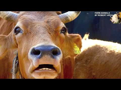 Cow Sound