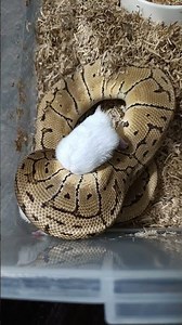 Ball Python Feeding Time: Lemonblast Orange Dream Morph in Action!