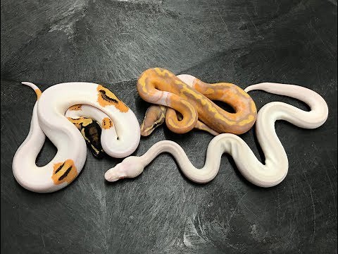 Piebald Ball Python combos and not just your typical white snake!