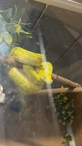 Green tree pythons have such a great food drive. #gtp #aru #biak #greentreepython #python #pythons #snake #snakes #snek #reptile #reptiles #reptilesofinstagram #reptilelover #reptilekeeper #pet #pets #daily #instagram #tiktok #reels #cute #fun #happy #ballpythonsoftiktok #boise #idaho #funny #sorong | Black Lake Reptiles