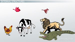 External Structures of Animals: Lesson for Kids
