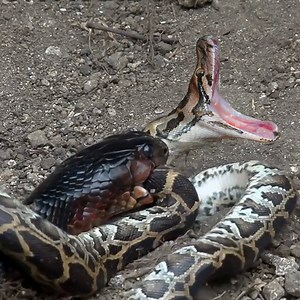 208K views · 999 reactions | Indigo Snake vs Python! Animal Life Group Animal Life | Animal Life | Facebook