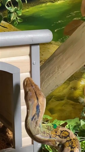 Gigant reticulated python!