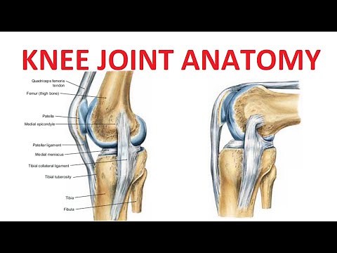 Knee Joint Anatomy