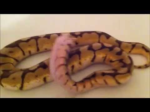 Ball Python Wobble