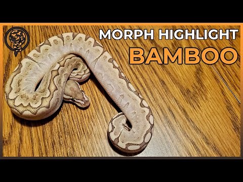 The Beautiful Ball Pythons you can Create with BAMBOO (Morph Highlight)