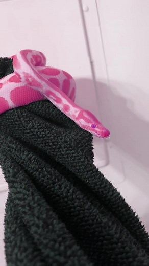 Have you ever seen a pink snake? What a beauty #ballpython #snakes #fyp #reptile #reptiles #reptilesoftiktok #snakesoftiktok #astetic