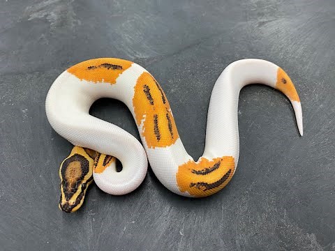 Why Orange Dream is a must have in your Pied projects!