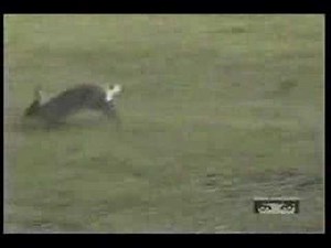 (Funny)Rabbit VS. Snake