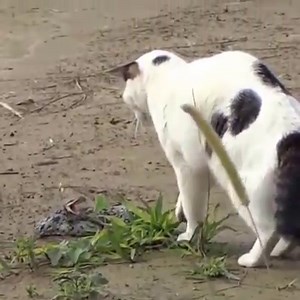 4.4M views · 1.3K reactions | Cat Vs Python, The Battle Of Cat Vs Snake Fight To Death | HairStyle Trick | Facebook