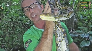 Understanding massive reticulated python behavior