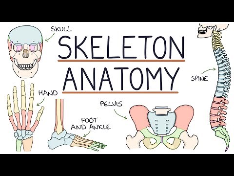 Anatomy of the Skeleton