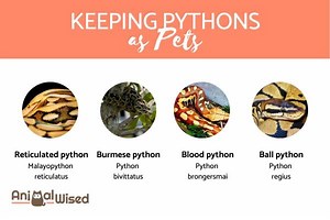 Are Pythons as Pets a Good Idea? - What You Need to Consider