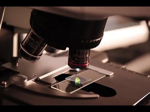 Children’s Day Special | Under the Compound Microscope – A Student-Friendly Observation Guide.