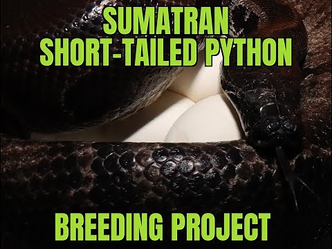 Sumatran Short-tailed Python (Python curtus) breeding project.