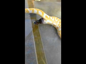 Albino burmese pooping