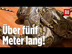 Schlangen-Schock: Riesiger Python kracht durchs Dach!