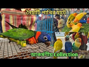 Naihati Pet Market 💥|🔥 Recent Bird Price Update | Premium Quality Sun Conure, Lorikeet Etc.🤯