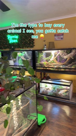 Adopting a Ball Python: What You Need to Know