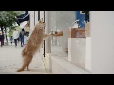 O2 Refresh Samsung Galaxy S4 - Be more dog