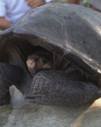 Tortoise thought to be extinct for more than 100 years discovered in Galapagos Islands