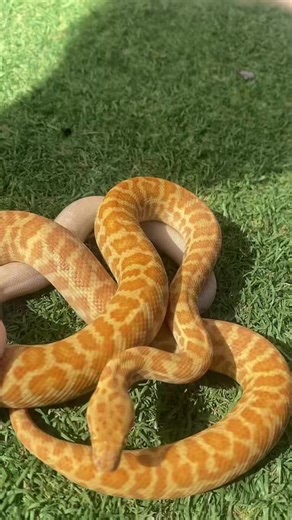 Beautiful Orange Stimson Python T Morph