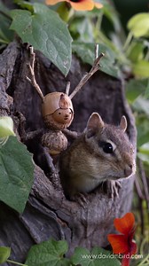 These pictures have been in the works for years, believe it or not. I found the log four years ago on the side of a bike path and I carried it back to my car on my bike. Each year since, I’ve made a bit of progress in setting up the shot, but I’ve always run out of time. Finally this spring I managed to plant the vine at the base of the log, and all summer I steered its growth to sit nicely around the hole. I dropped everything when the flowers bloomed and WOO HOO, I got some pics! If you’re loo