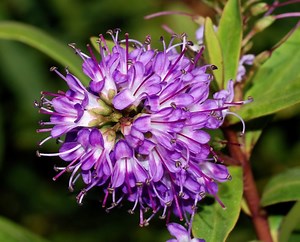 23 Flowers That Start With H (List of Flower Names H)