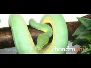 Baum-Python Morelia-Viridis - Zeitraffer in der Baum-Python Schlangen Zucht - Tree Python