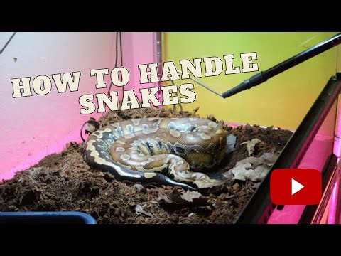How to Handel Snakes! Blood Python Handling and Care!