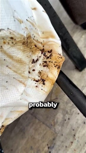 How to Check for Bed Bugs....