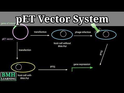 pET Vector System |