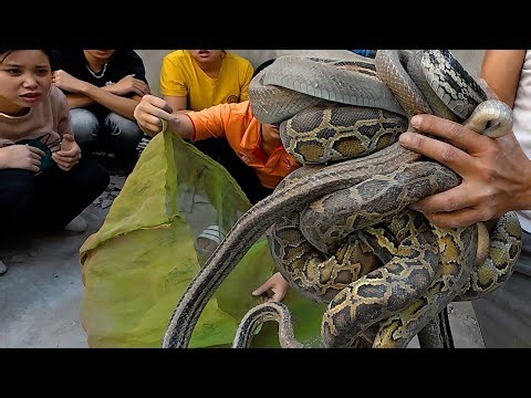 GIANT PYTHON ATTACKS! Terrifying Rescue Moment That Shocked Everyone