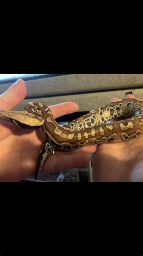 Blood python #alareptiles