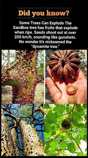 The Tree That Explodes Like a Bomb! 🌳💥 | The Dynamite Tree Facts #shorts
