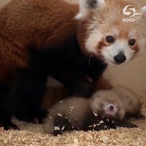 1.6M views · 1.6K reactions | ❤️️OKLAHOMA CITY ZOO WELCOMES RED PANDA BABIES! ❤️️ The Oklahoma City Zoo is celebrating the arrival of two healthy red panda cubs -- a boy AND a girl -- they are too cute! >> https://bit.ly/2x7tYcr | KOCO 5 News | Facebook