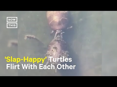 Turtles Go Viral for 'Slapping' Each Other