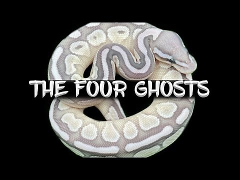The Four 'Ghost' Ball Pythons