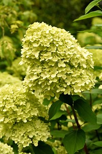 White Wedding Hydrangea vs Limelight Hydrangea: Two Beautiful Varieties of The Stunning Flower