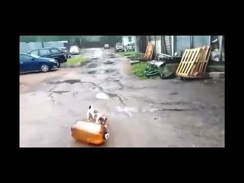 Dog Passes Out From Exploding Bottle