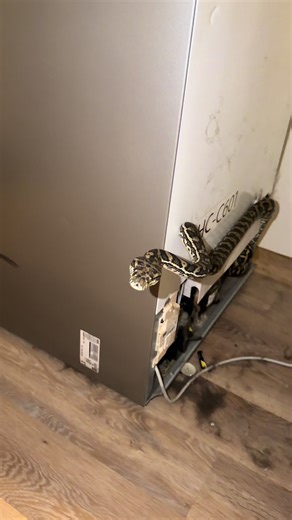 3am start today for a non-venomous Coastal Carpet Python found in a kitchen in Landsborough. When I arrived, he was tucked in behind the fridge, sitting on top of the warm motor. Pretty cosy spot for a snake. Early morning call-outs like this are still $99. I genuinely love what I do and I’m always happy to be woken up for a snake call. 24/7 • 365 Fully licensed and insured Friendly, professional, local family-owned business Snake relocation $99 Yard inspection $165 Roof inspection $165 Free adv