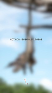 21K views · 94 reactions | A heart-stopping moment in the wild: An African rock python has captured a yellow-billed kite in a deadly embrace. Journey with us to experience authentic Africa. : Hwange National Park, Zimbabwe ✉️: enquiry@africanbushcamps.com #zimbabwe #python #kite #nature #travel #safari | African Bush Camps | Facebook