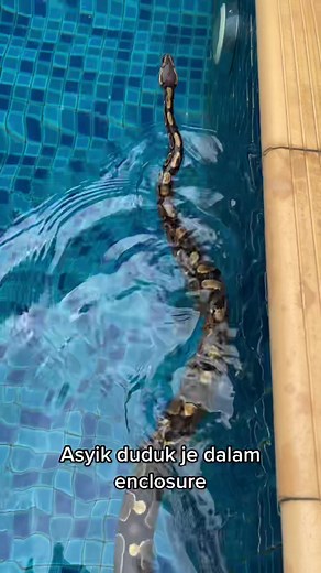 Baby Ball Python Swimming Fun: Cute Reptile Enjoying the Water