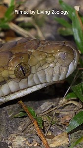 Meet the Australian Scrub Python (Simalia kinghorni), the longest snake of Australia! #snakes #snakevideo #amazingsnakes #python #scrubpython | Living Zoology
